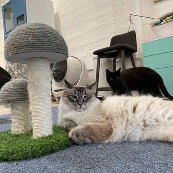KitTea - Cat - Pet Adoption Near Me - San Francisco, California