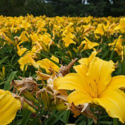 North Carolina Welcome Center - June 2024 - beautiful flowers everywhere
