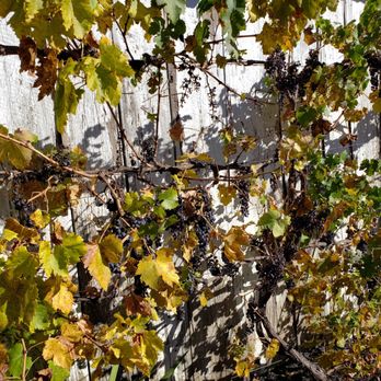 Nickel & Nickel - a bunch of grapes hanging from a vine - Wineries Near Me - Oakville, California