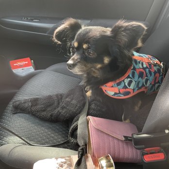 Anita's Pet Grooming - Pet Groomers Near Me - Whittier, California