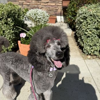 Western Veterinary Center - Veterinarians Near Me - Agoura Hills, California