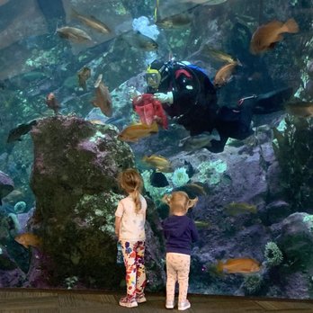 Seattle Aquarium - Feeding time at the aquarium - Aquariums Near Me - Seattle, Washington