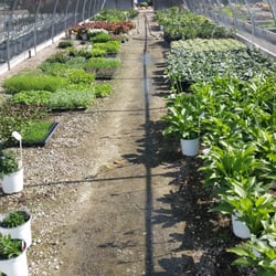 Deseret Nursery Perennial Farm