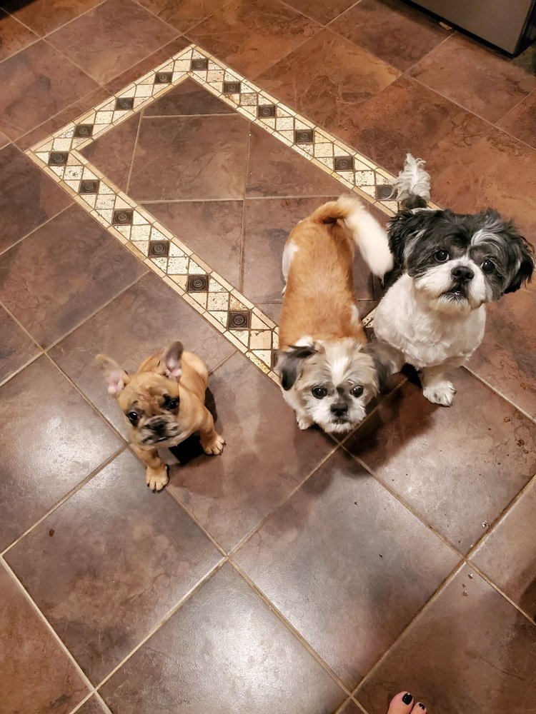 BLOOMFIELD ANIMAL CLINIC 17 Reviews 245 Bloomfield Ave, Bloomfield, New Jersey