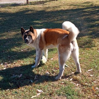 Tiffany's Barks N Bubbles - Pet Groomers Near Me - Bethel Island, California