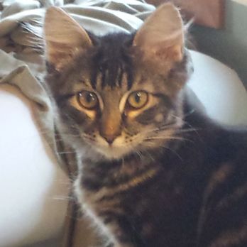 While They Happily Wait Pet Care - Celeste. Lookin' pretty. - Pet Sitting Near Me