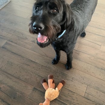 Good Dog Rocky - Pet Groomers Near Me - Ashburn, Virginia Good Dog Rocky - Pet Groomers Near Me - Ashburn, Virginia