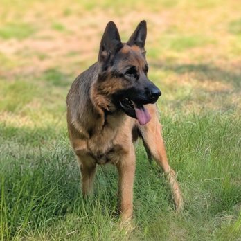 TM Dog Training - Pet Training Near Me TM Dog Training - Pet Training Near Me