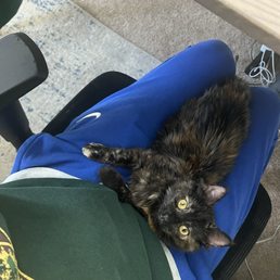 Brynn (foster kitten currently)