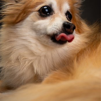 Tony Simons Imagery - Pet Photography Near Me Tony Simons Imagery - Pet Photography Near Me
