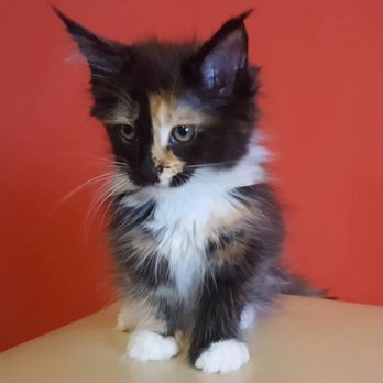 Florida Maine Coons by OptiCoons - This is "Kiss Me" when she was a kitten, isn't she just Kissable? - Pet Breeders Near Me - Dunnellon, Florida Florida Maine Coons by OptiCoons - This is "Kiss Me" when she was a kitten, isn't she just Kissable? - Pet Breeders Near Me - Dunnellon, Florida