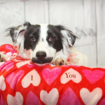 Maple Tree Veterinary Hospital - VALENTINE'S DAY PHOTO FUNDRAISER - Veterinarians Near Me - Waynesville, North Carolina Maple Tree Veterinary Hospital - VALENTINE'S DAY PHOTO FUNDRAISER - Veterinarians Near Me - Waynesville, North Carolina