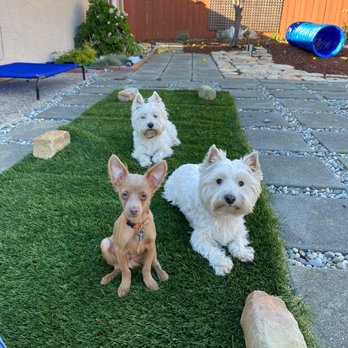 Big Dog Coastside - Pet Training Near Me - Half Moon Bay, California
