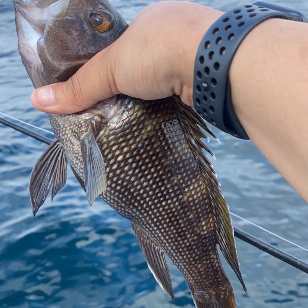 Fishhhh
