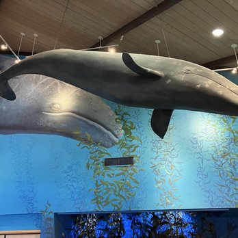Point Vicente Interpretive Center - A gray whale calf w/ mom (relative size) on the wall (painted mural). - Museums Near Me - Rancho Palos Verdes, California Point Vicente Interpretive Center - A gray whale calf w/ mom (relative size) on the wall (painted mural). - Museums Near Me - Rancho Palos Verdes, California