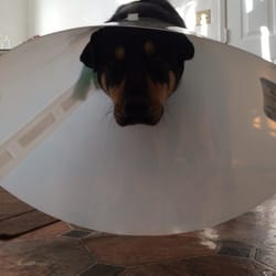 Animal Action Leauge - Just neutered
