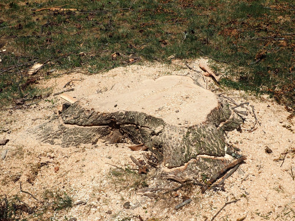 M. Ramirez Landscaping - tree service in Garden City South, NY