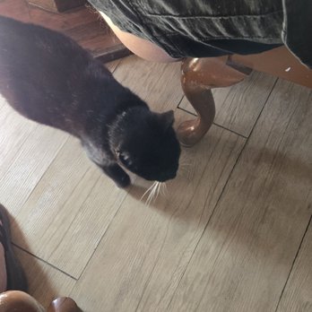 Blue Marlin - The resident cat. - Seafood Near Me - Puerto Peñasco, SON Blue Marlin - The resident cat. - Seafood Near Me - Puerto Peñasco, SON