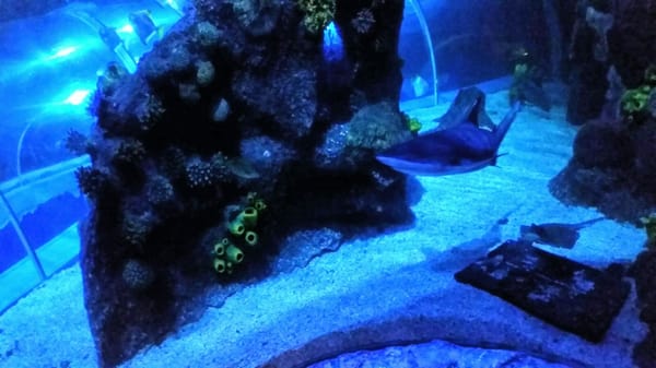 Sea Life Scheveningen by null