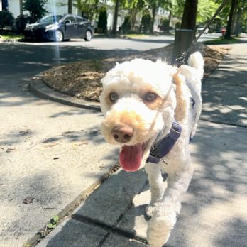Lakeside Pet Sitting - Pet Sitting Near Me - Mooresville, North Carolina Lakeside Pet Sitting - Pet Sitting Near Me - Mooresville, North Carolina