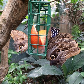 Butterfly Pavilion - Museums Near Me - Westminster, Colorado