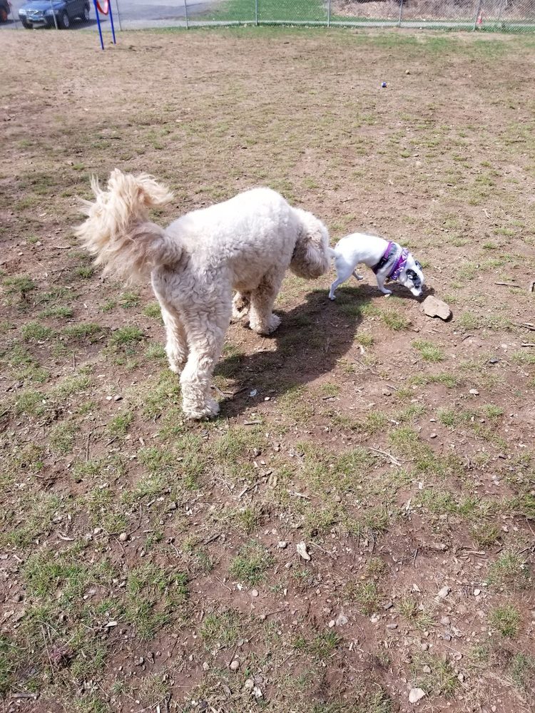 CROMWELL DOG PARK 15 Photos 80 Coles Rd, Cromwell, CT Yelp