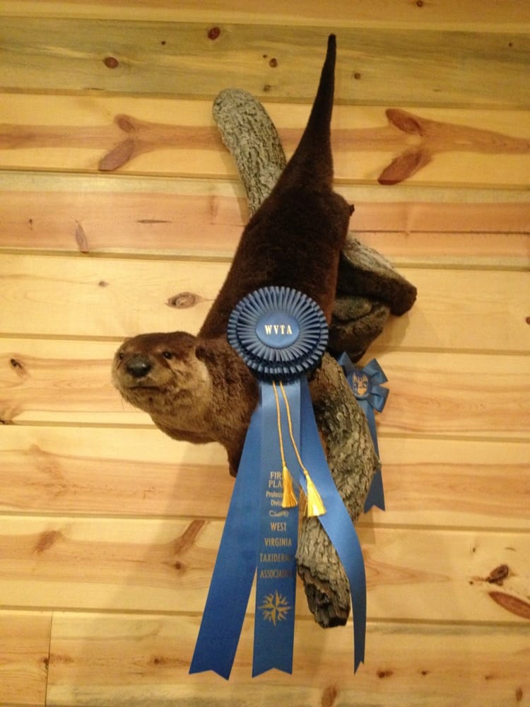 Visions Of Wildlife - taxidermy in Sugar Grove, OH