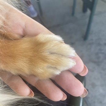 Just Groom It By Leah - Nails and hair trimmed perfectly on his little paws - Pet Groomers Near Me - Orangevale, California
