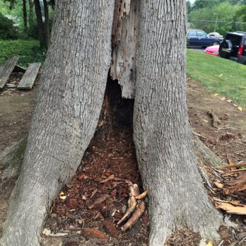 Poplar Place Apartments - Trunk of obviously diseased tree that fell on my car in the parking lot... - Apartments Near Me - Carrboro, North Carolina Poplar Place Apartments - Trunk of obviously diseased tree that fell on my car in the parking lot... - Apartments Near Me - Carrboro, North Carolina