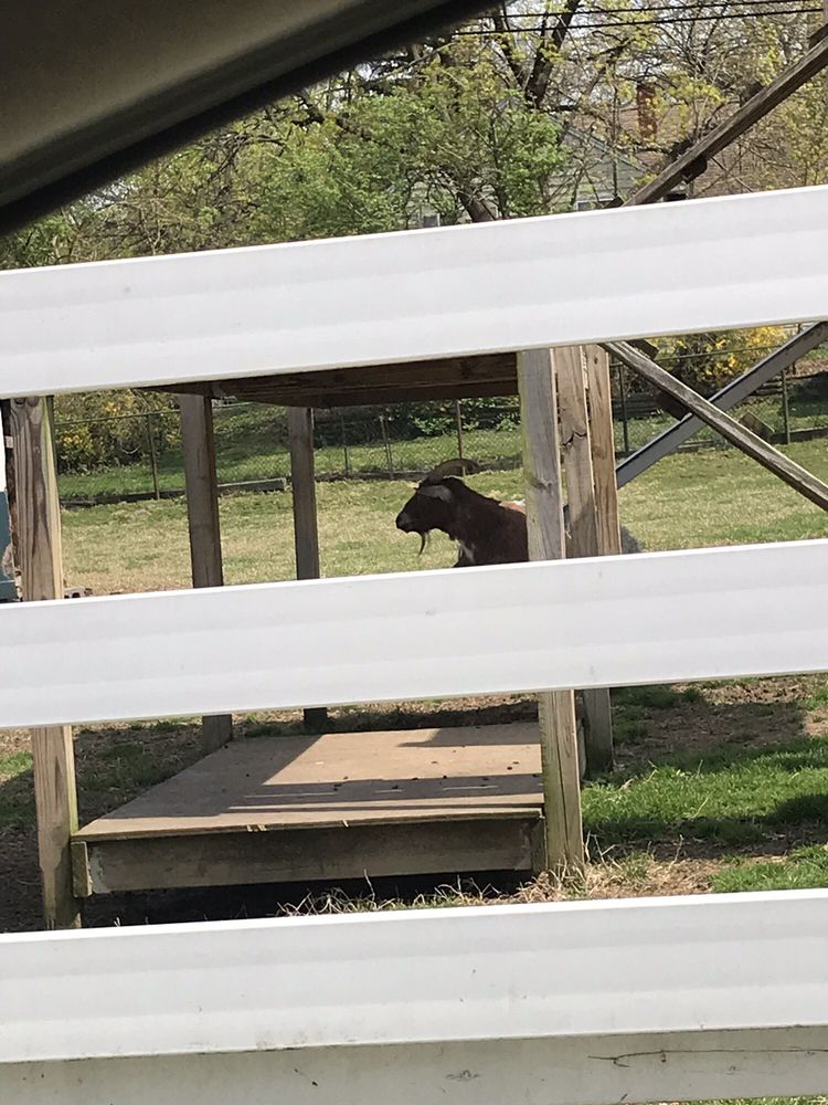 PETRUCCI’S ICE CREAM & WATER ICE 75 Photos & 54 Reviews 670 N