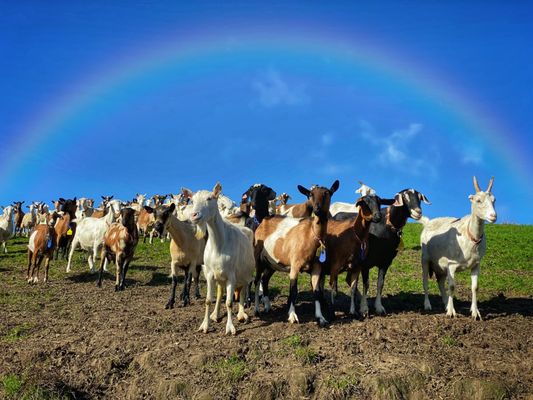 Toluma Farms & Tomales Farmstead Creamery by null