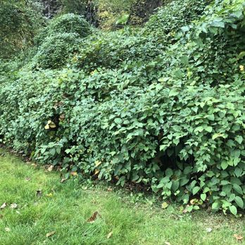 BrightView Landscapes - Kudzu, out of control, overtaking landscaped shrubbery - Landscape Architects or Designers Near Me - Boonton, New Jersey BrightView Landscapes - Kudzu, out of control, overtaking landscaped shrubbery - Landscape Architects or Designers Near Me - Boonton, New Jersey