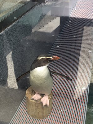Wellington Zoo by null