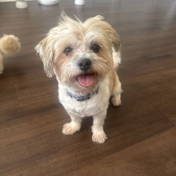Fluffy Pet Grooming - Pet Groomers Near Me - Dallas, Texas Fluffy Pet Grooming - Pet Groomers Near Me - Dallas, Texas