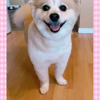 Coats & Tails - Happy day for my baby Cookie - Pet Groomers Near Me - Portland, Oregon Coats & Tails - Happy day for my baby Cookie - Pet Groomers Near Me - Portland, Oregon