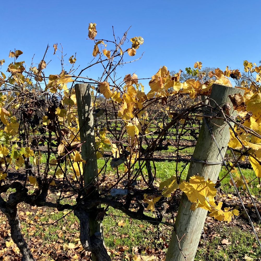 Hanna Winery - a vineyard in the fall - Wineries Near Me - Santa Rosa, California