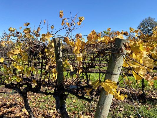 Hanna Winery by null