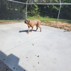 Ivy League Grooming And Boarding - Odis taking a walk outside and enjoying some sunshine after his nap at doggie daycare.