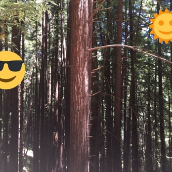 Bigfoot Discovery Museum - Thick woods in the Santa Cruz mountains on the ride to the discovery museum. - Museums Near Me - Felton, California