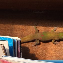 The Rainbow Plantation - Very colorful geckos here
