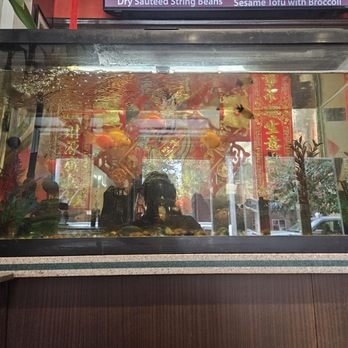 Wa Lung Kitchen - Fish tank (inside) - Chinese Near Me - New York, New York Wa Lung Kitchen - Fish tank (inside) - Chinese Near Me - New York, New York