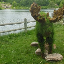 Moose hedge Moose hedge