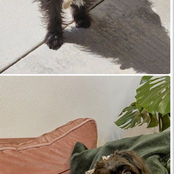 The Pretty Puppy - Full groom before & after - Pet Groomers Near Me - Ontario, California