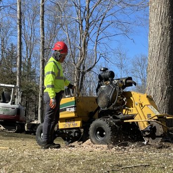 Xplus Tree Service - Stump grinding - Tree Services Near Me Xplus Tree Service - Stump grinding - Tree Services Near Me
