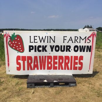Lewin Farms - Lewin Farms Calverton - Pick Your Own Farms Near Me - Calverton, New York Lewin Farms - Lewin Farms Calverton - Pick Your Own Farms Near Me - Calverton, New York