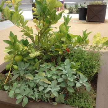 The Barlow - Love the integrated gardens. - Shopping Centers Near Me - Sebastopol, California