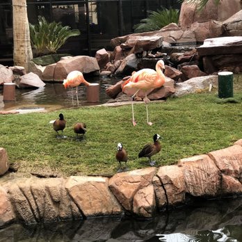 Flamingo Las Vegas - Flamingo pound - Hotels Near Me - Las Vegas, Nevada