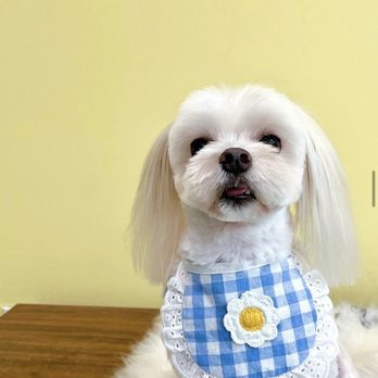 Bubble Pup Salon - Maltese Full Groom - Pet Groomers Near Me - Los Angeles, California Bubble Pup Salon - Maltese Full Groom - Pet Groomers Near Me - Los Angeles, California