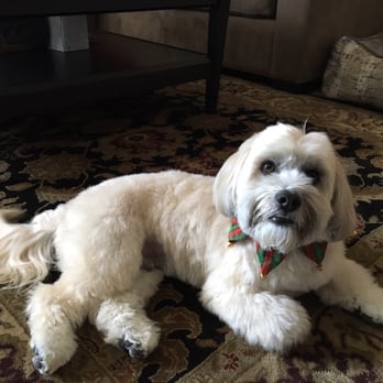 Perfect Pet Salon - Pet Groomers Near Me - Concord, California