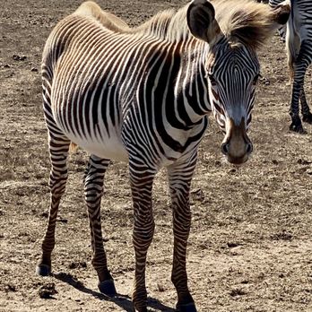 B Bryan Preserve - Grevy's Zebra - Tours Near Me - Point Arena, California B Bryan Preserve - Grevy's Zebra - Tours Near Me - Point Arena, California